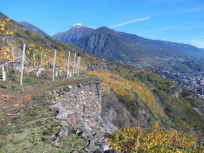 ArPePe Valtellina Vineyards Vigne